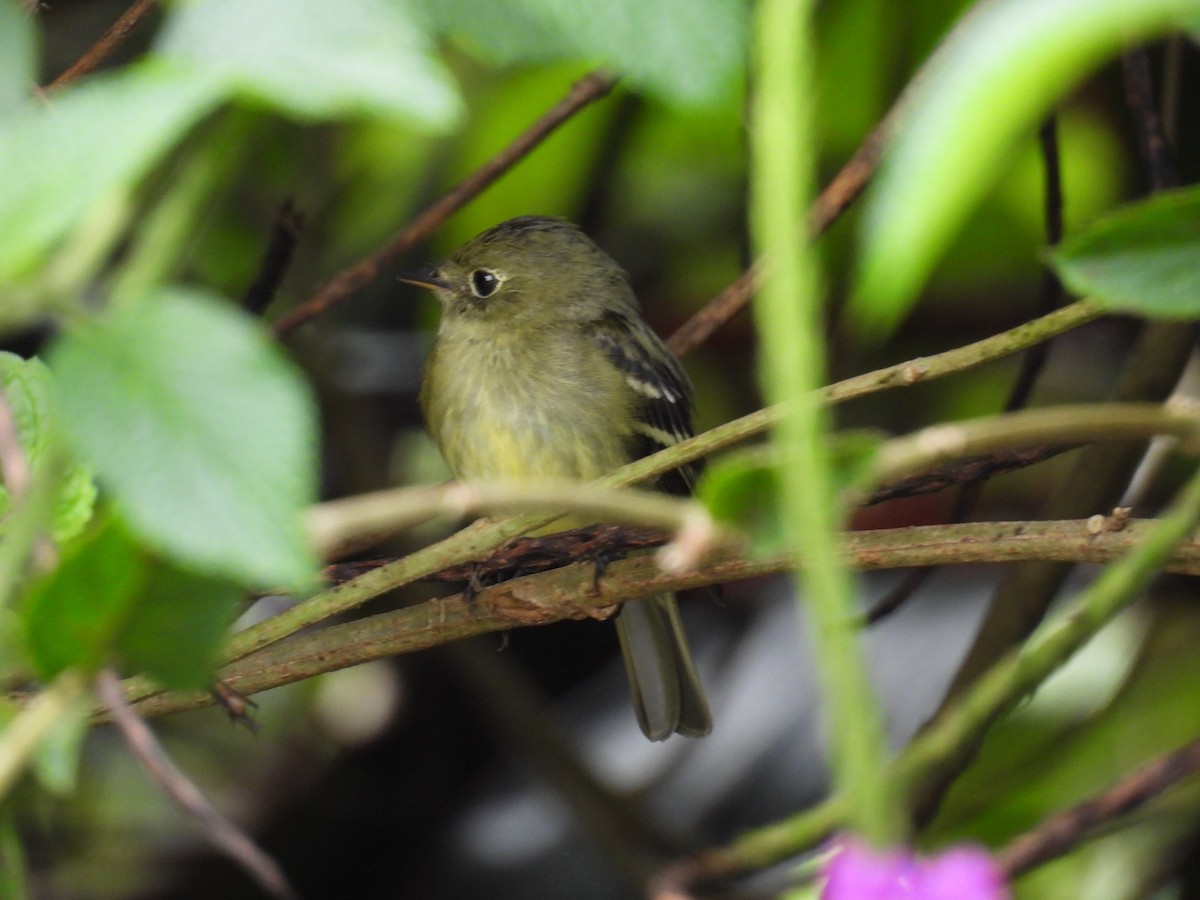 キバラメジロハエトリ - ML646818930