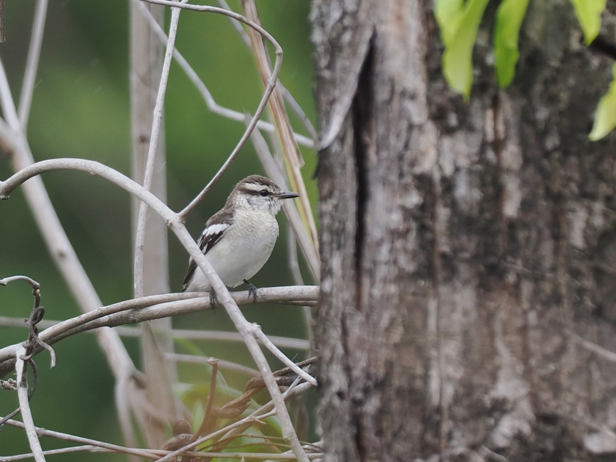 Pied Triller - ML646818931