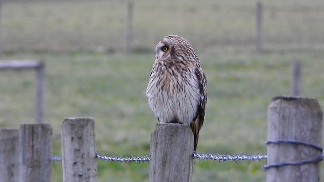 Gufo di palude (flammeus) - ML646818932