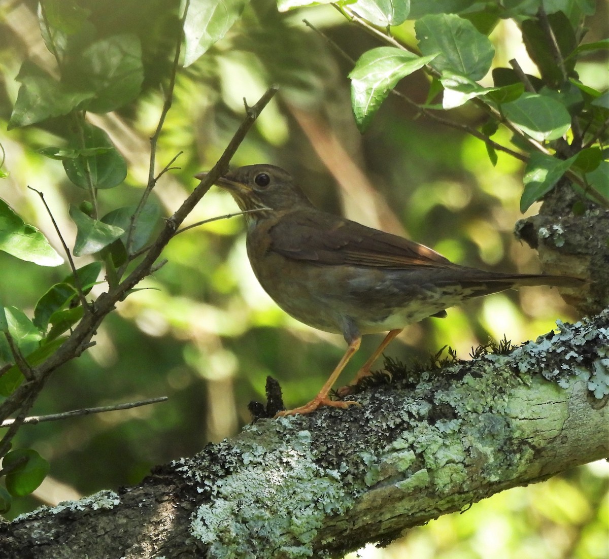 Andean Slaty Thrush - ML646818936
