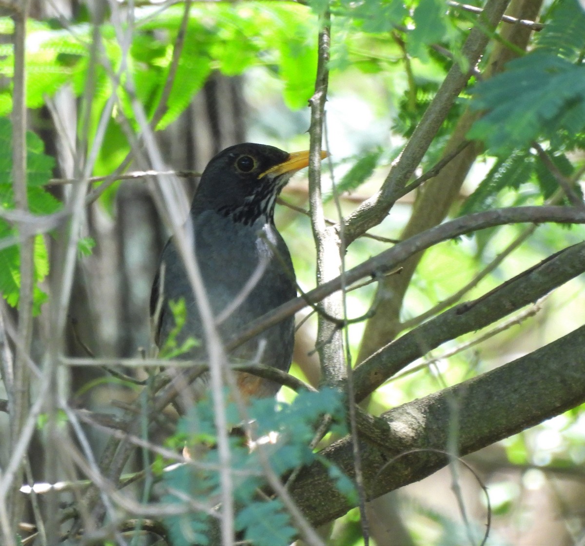 Andean Slaty Thrush - ML646818937