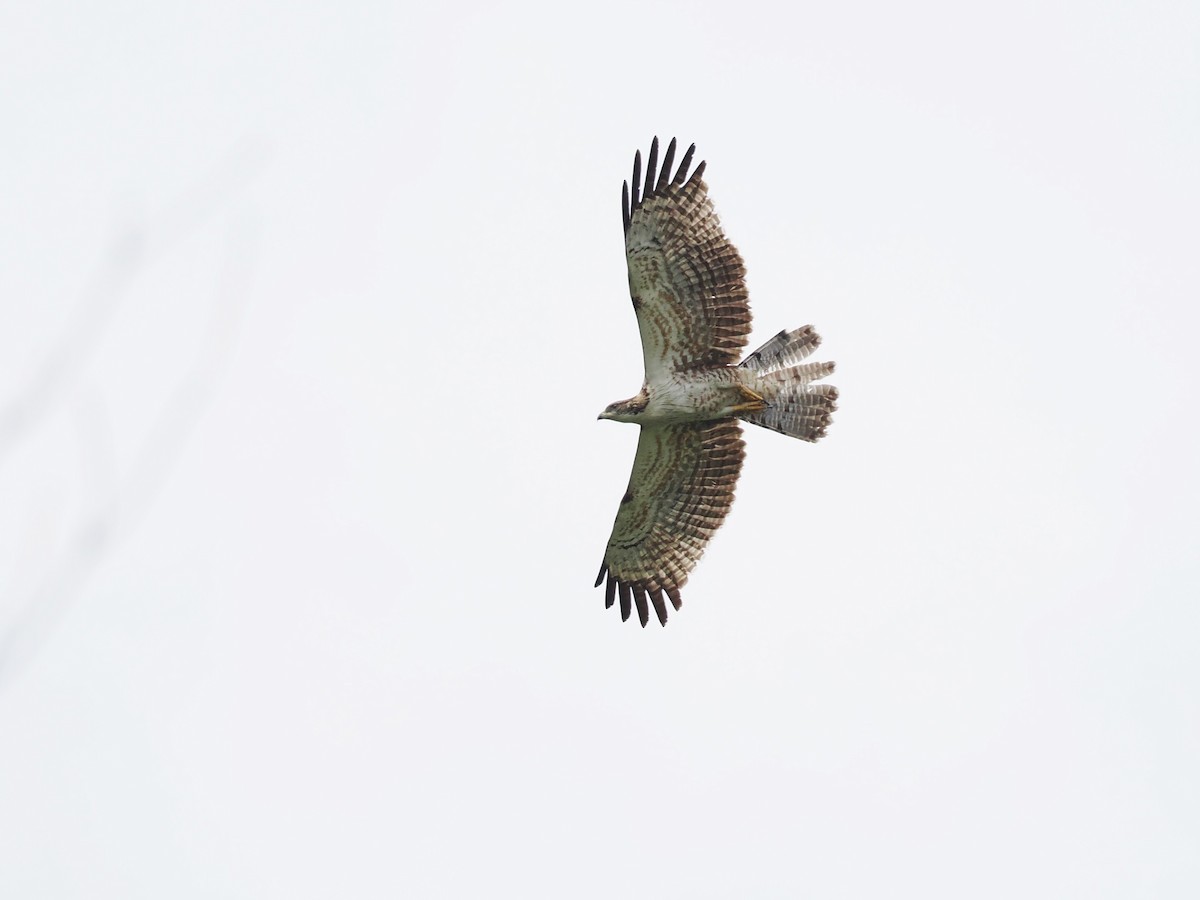 אייה מזרחית - ML646818938