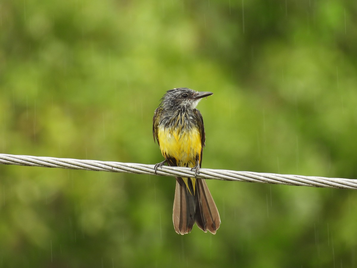 Tropikal Tiran - ML646818939