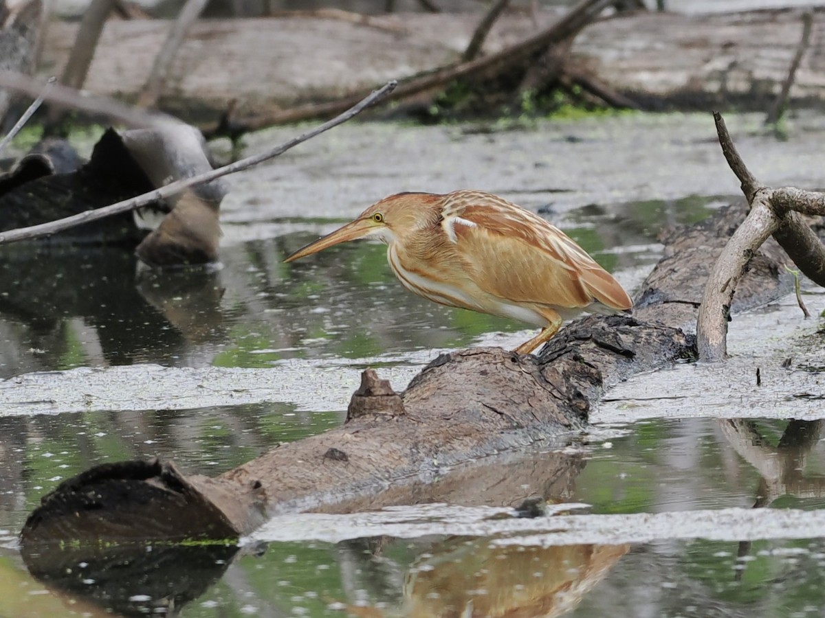 אנפית צהובה - ML646818940