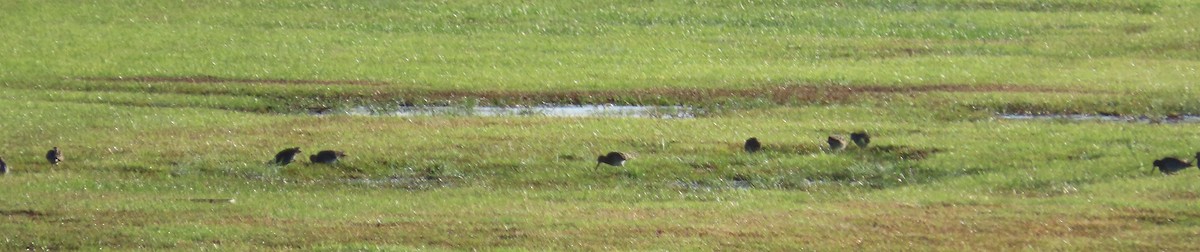 Long-billed Dowitcher - ML646818954