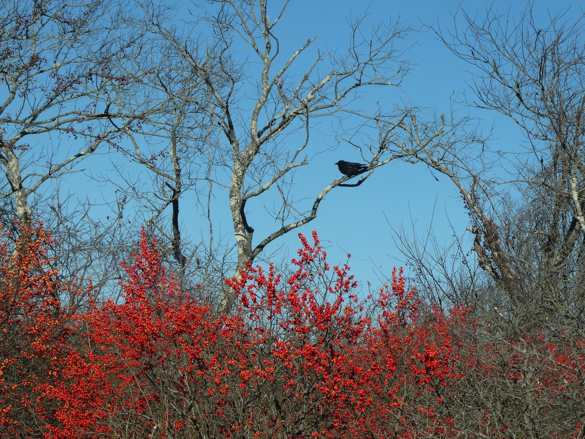 American Crow - ML646818955
