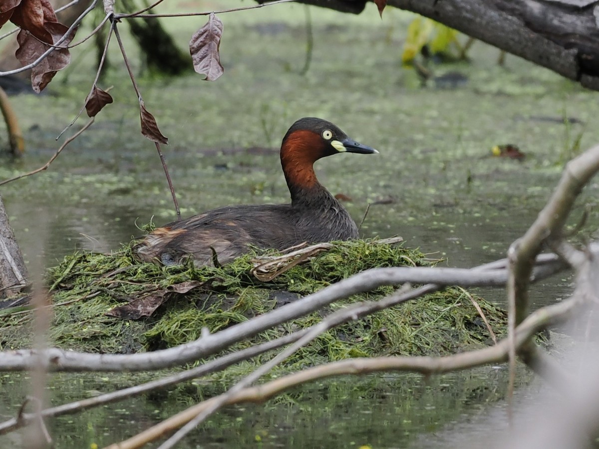 טבלן גמדי - ML646818959
