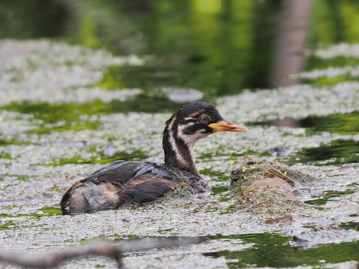 טבלן גמדי - ML646818965