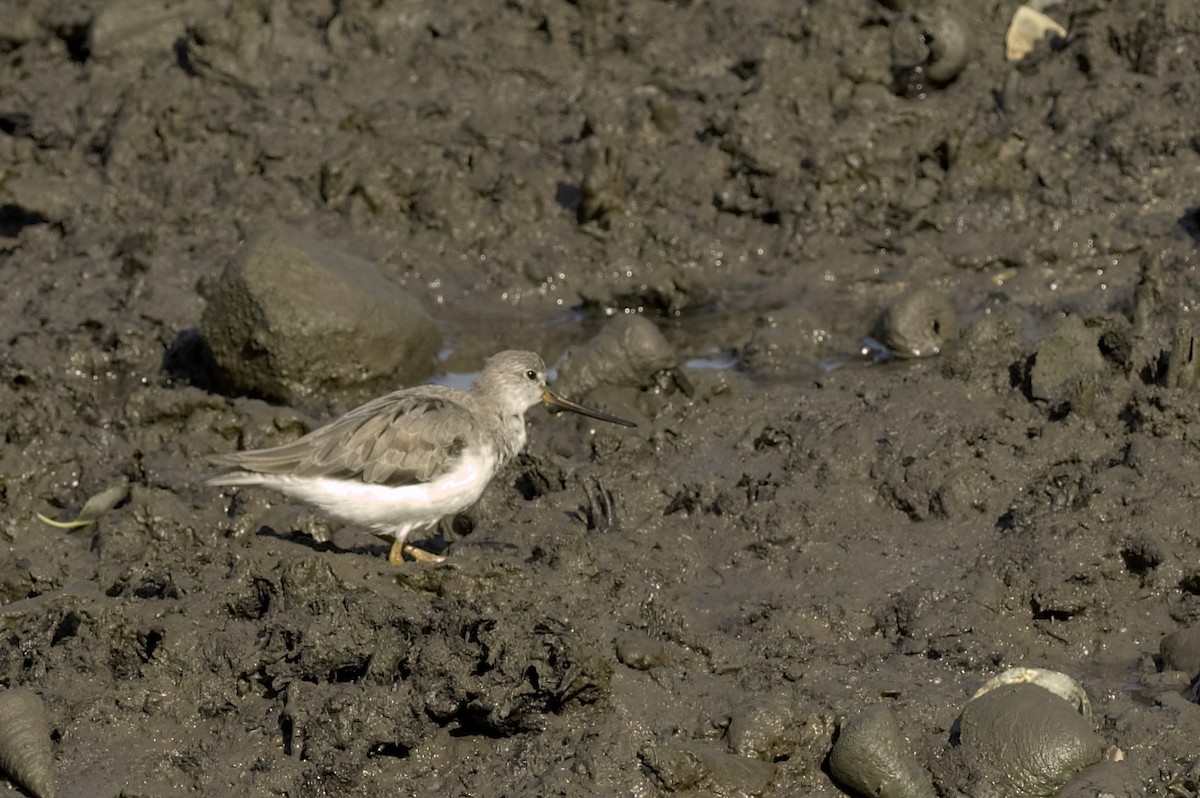 Terek Sandpiper - ML646818966