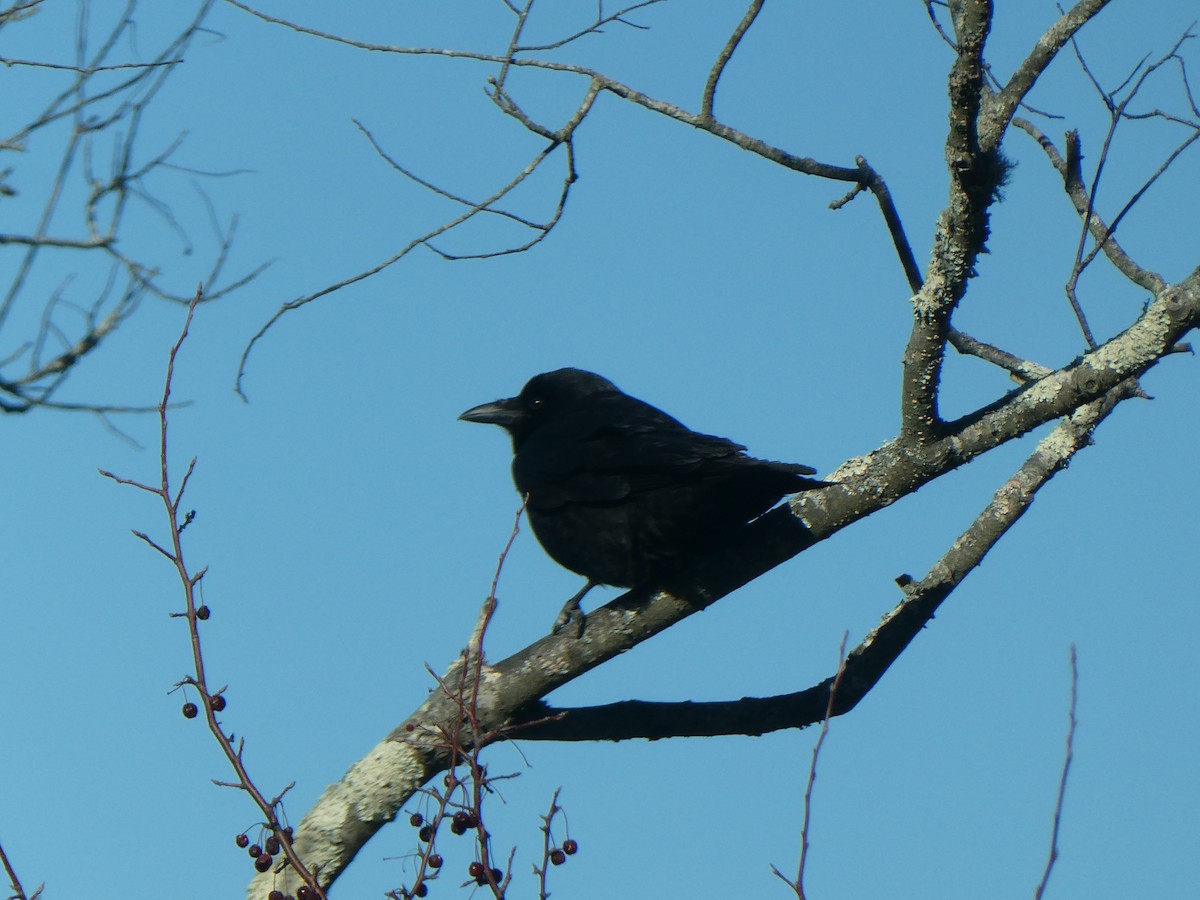 American Crow - ML646818967