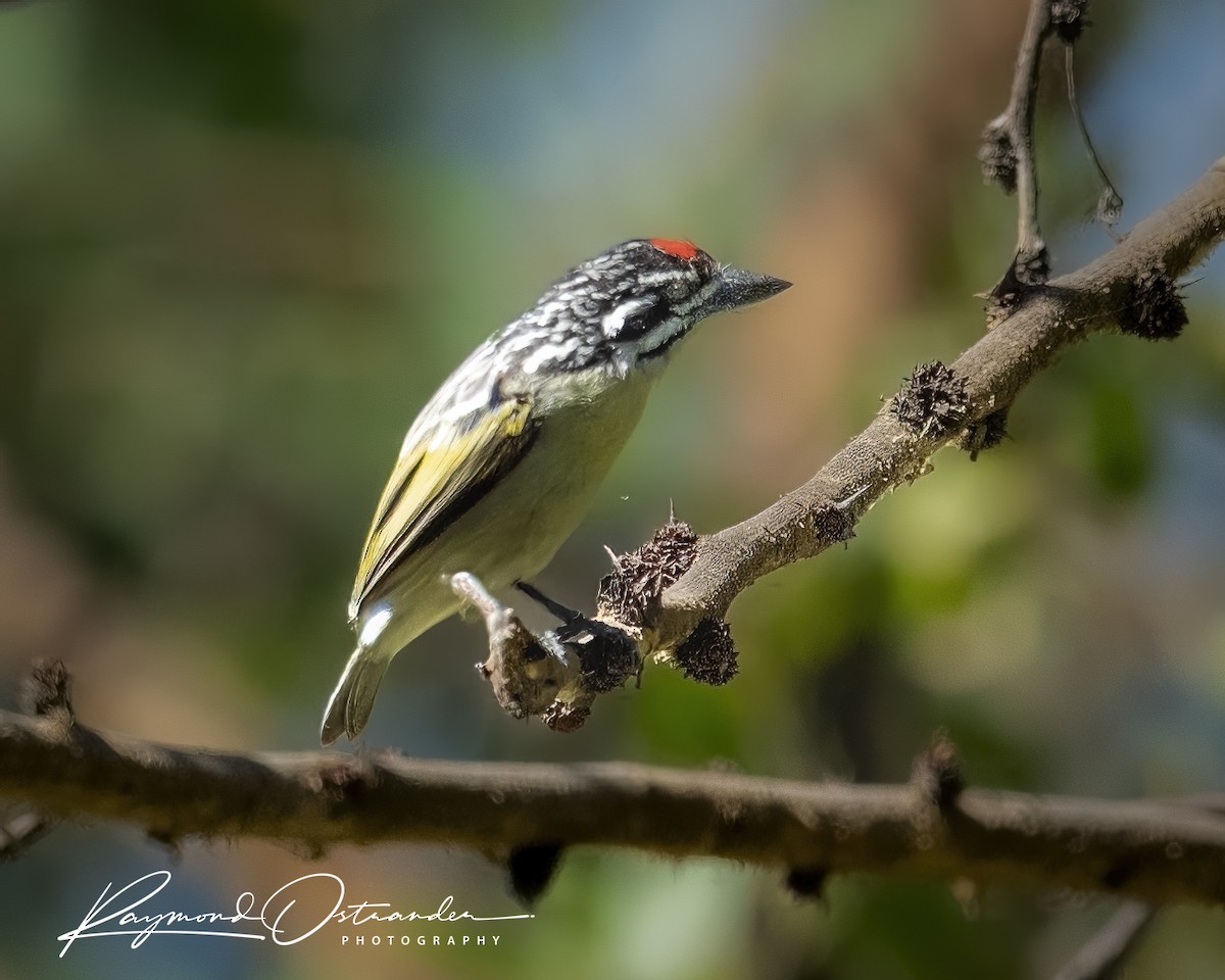 vousáček ohnivočelý - ML646818968