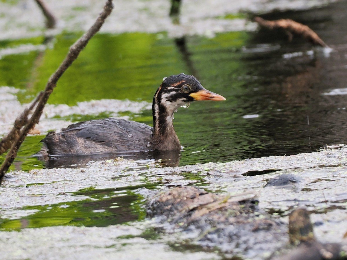 טבלן גמדי - ML646818972