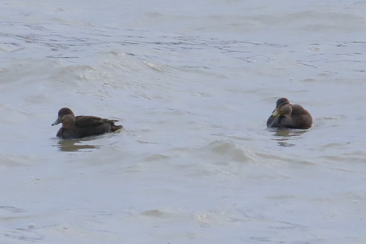 ברווז שחור אמריקני - ML646818977
