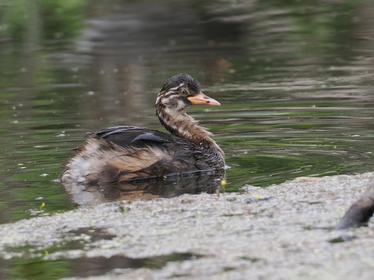 טבלן גמדי - ML646818982