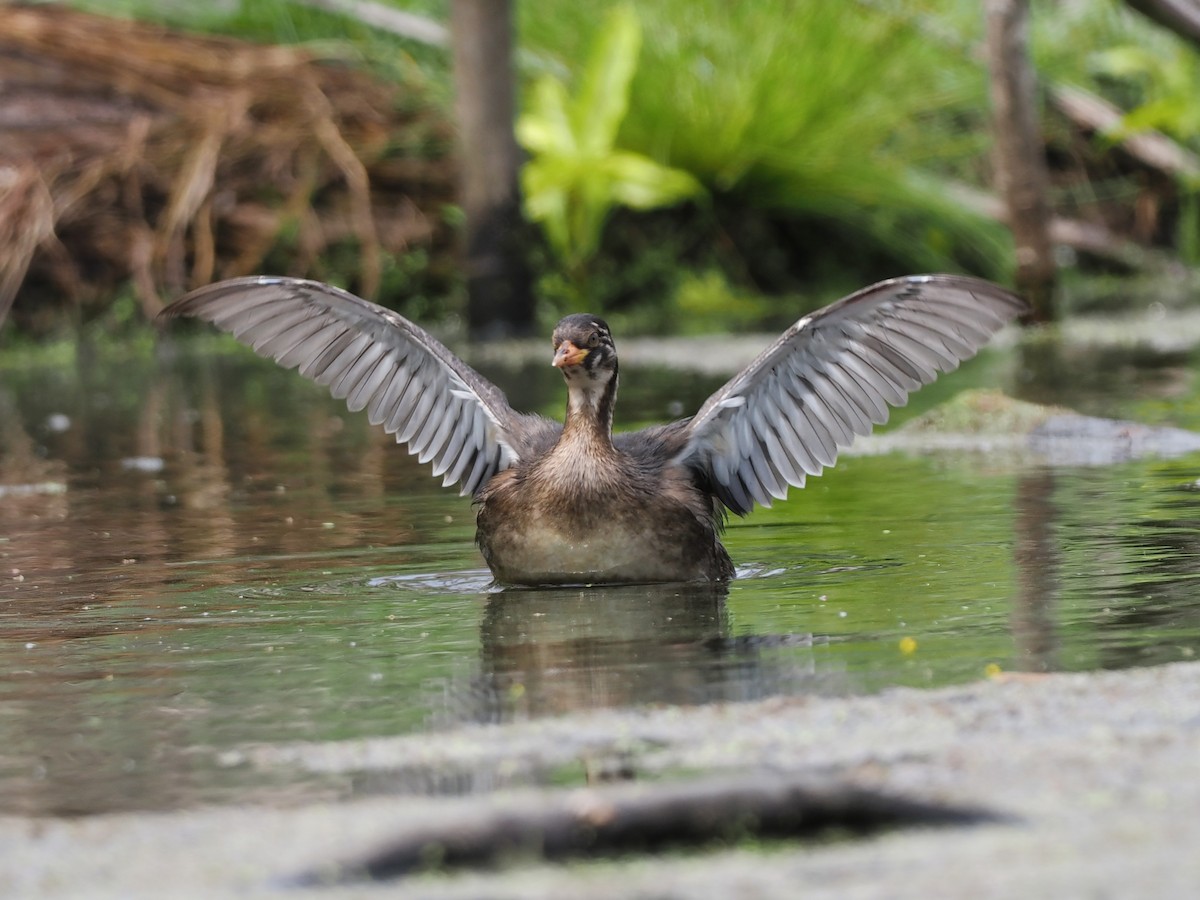 טבלן גמדי - ML646818983