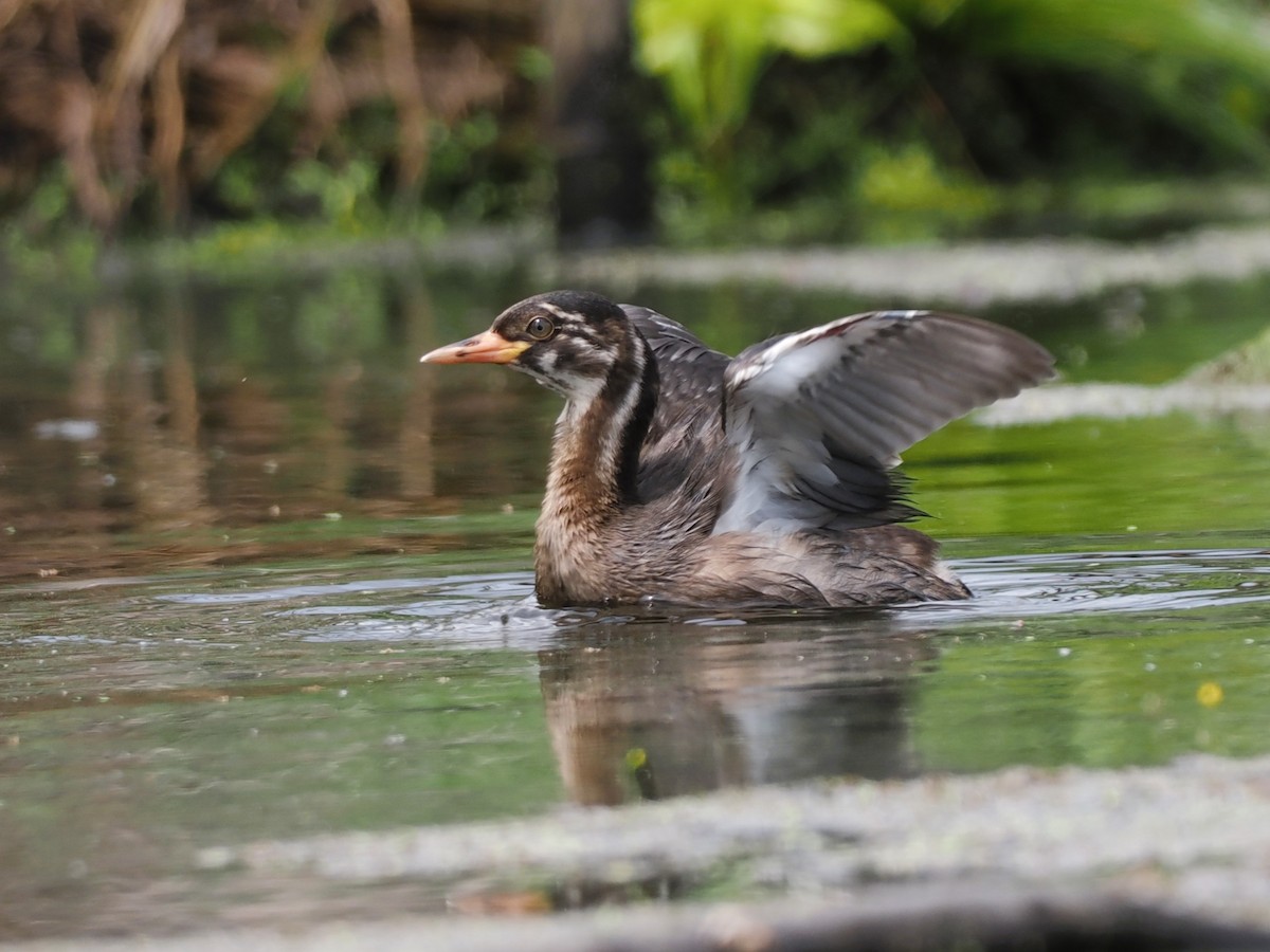טבלן גמדי - ML646818984