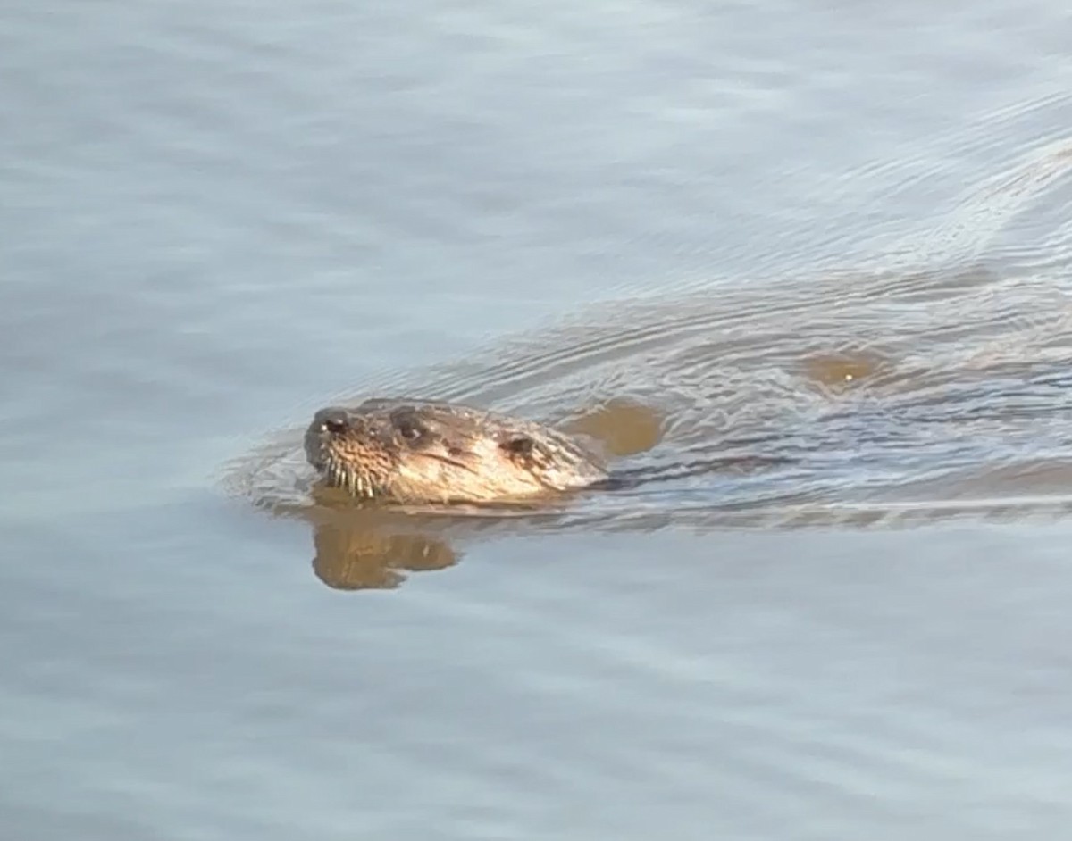 Southeastern River Otter - ML646818985