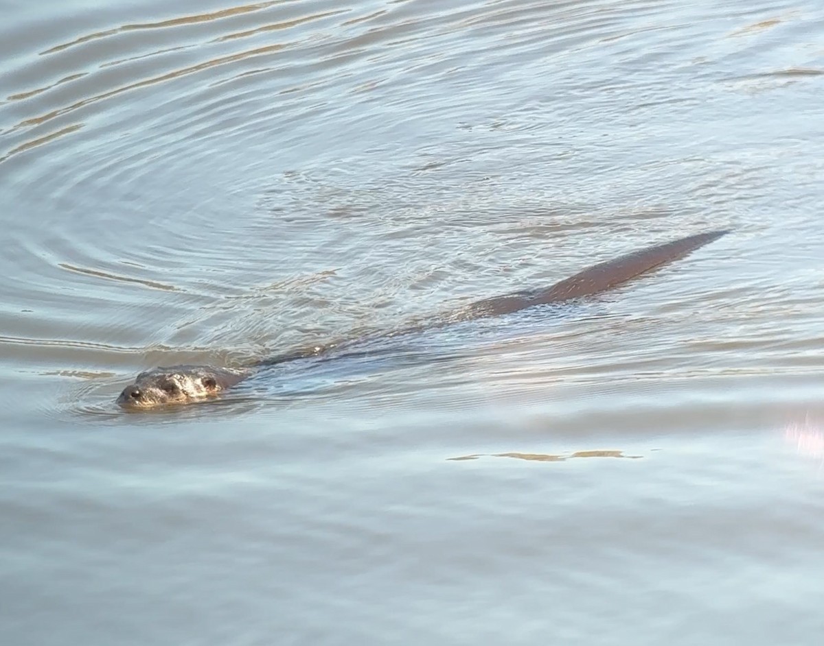 Southeastern River Otter - ML646818986