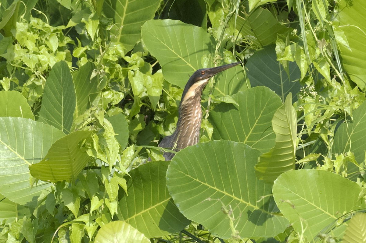 Black Bittern - ML646818987