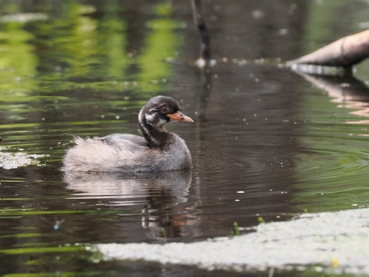 טבלן גמדי - ML646818988