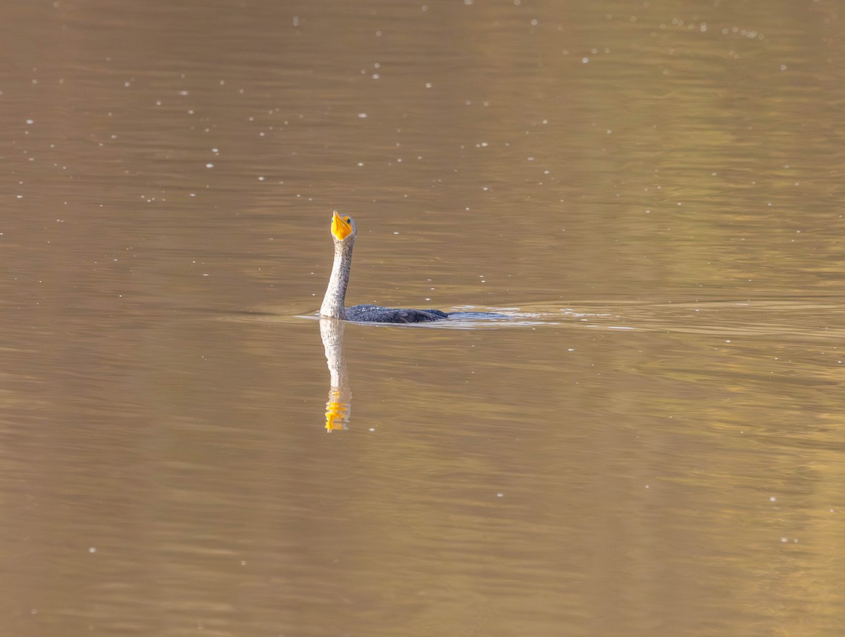 Cormorán Orejudo - ML646818989