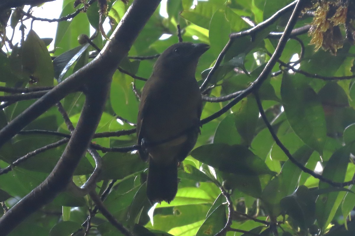 Ochre-breasted Tanager - ML646818992