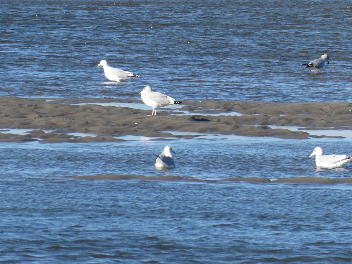 Ring-billed Gull - ML646818993