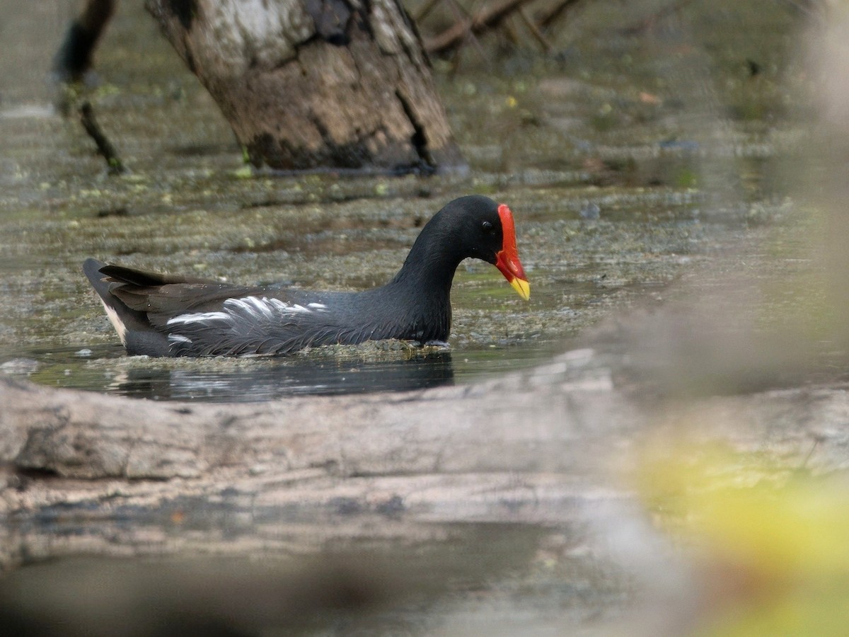 סופית - ML646818998