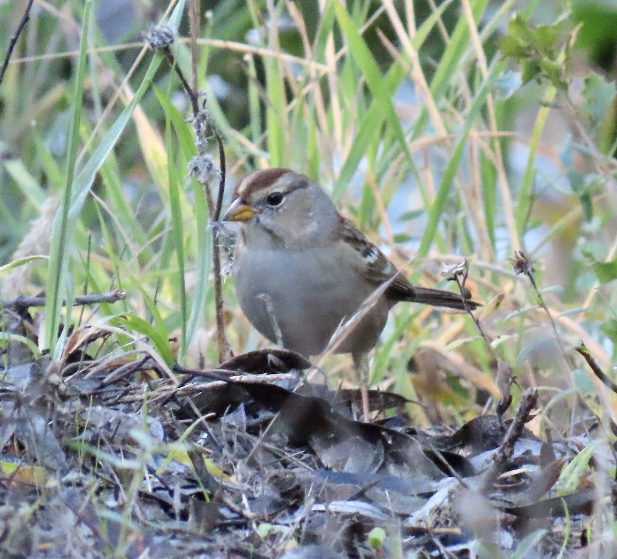 White-crowned Sparrow - ML646819003