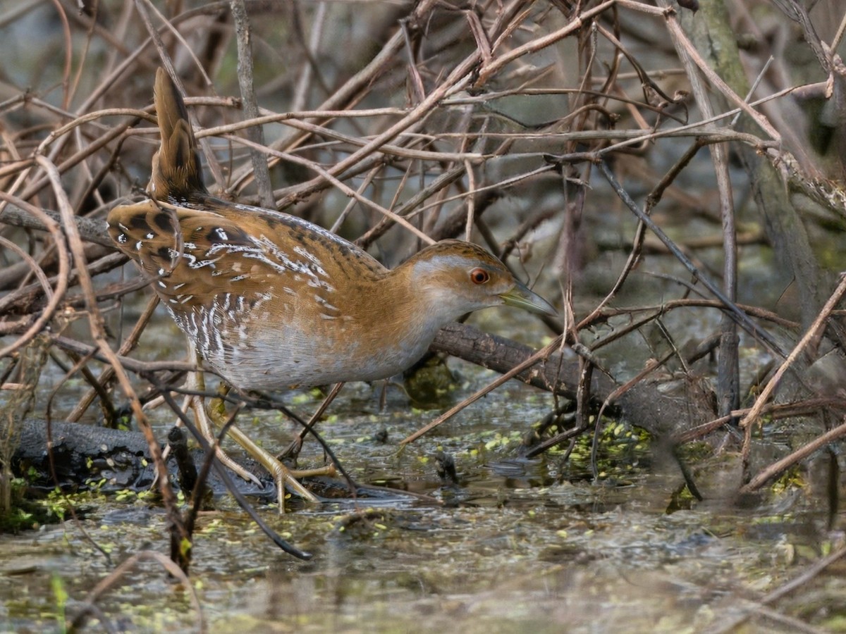 ברודית גמדית - ML646819004