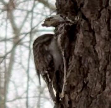 Brown Creeper - ML646819006