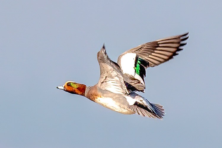 Silbón Europeo - ML646819008