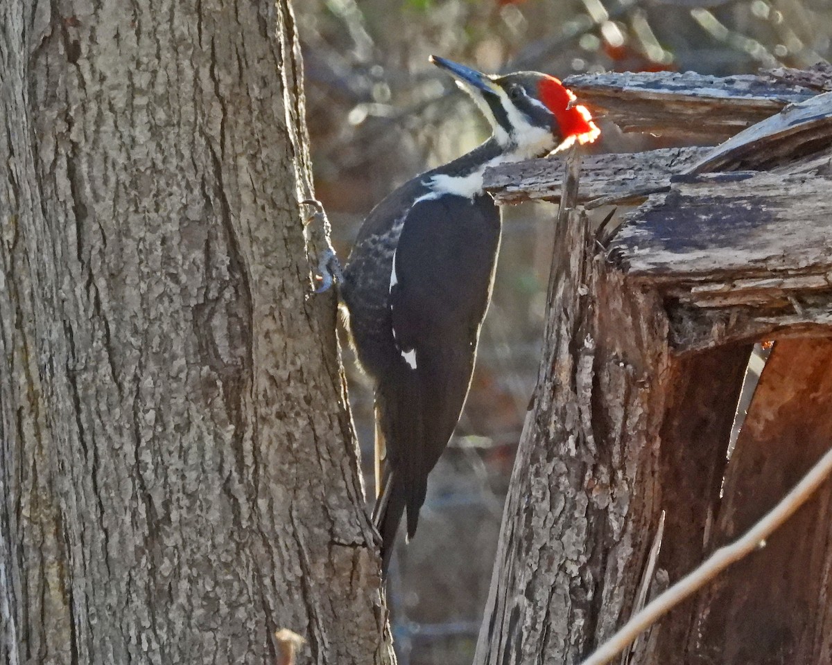 Pileated Woodpecker - ML646819009