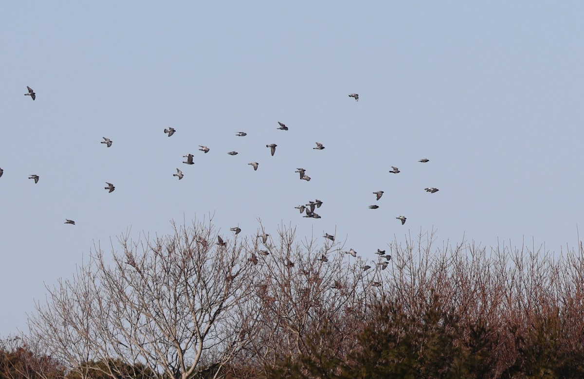 Голуб сизий (міський) - ML646819014