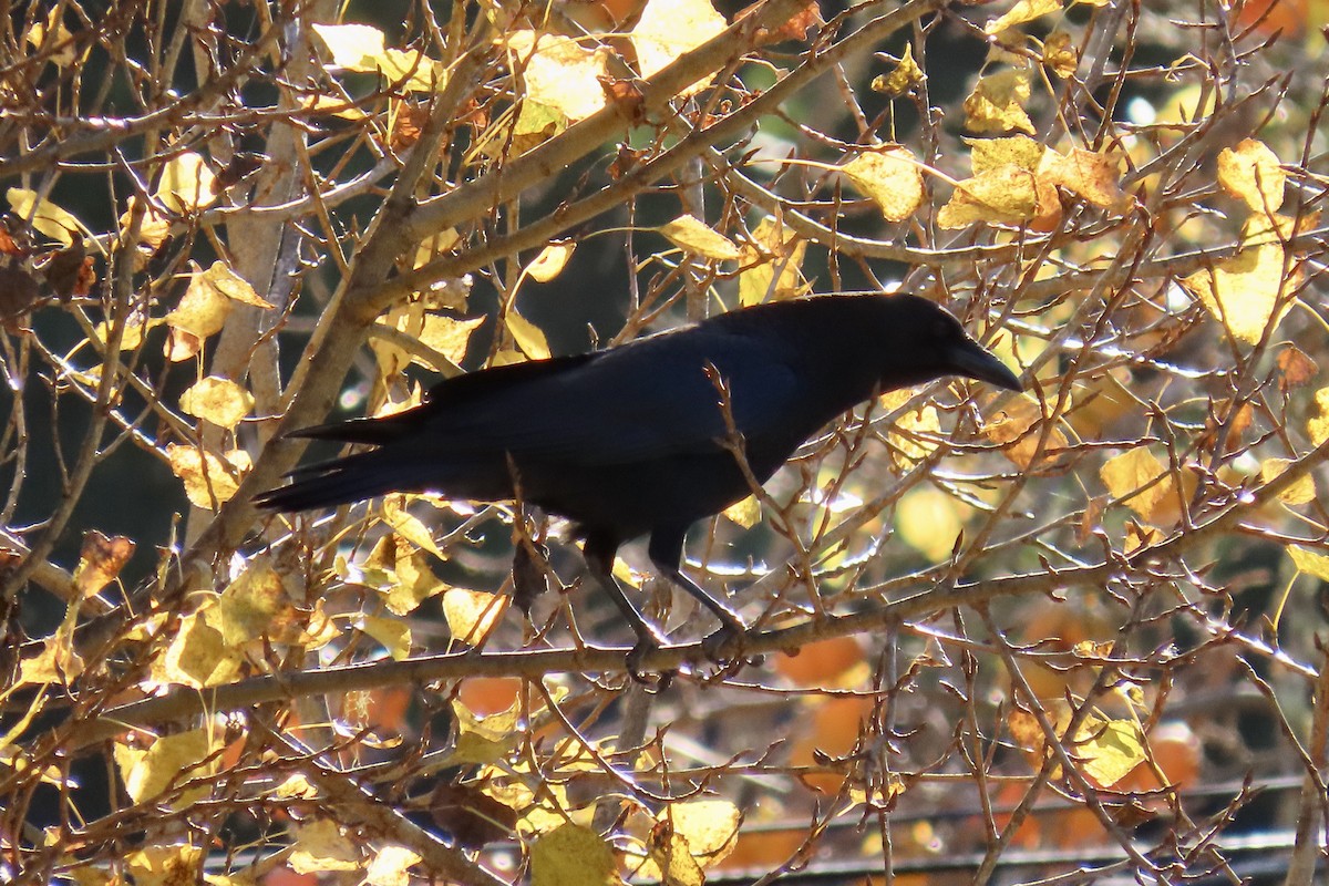 American Crow - ML646819026