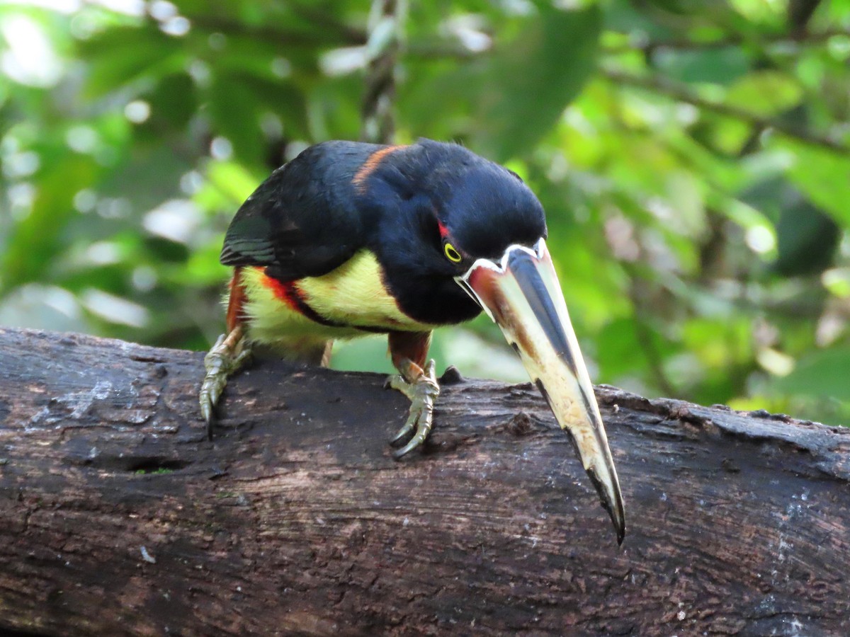 arassari pestrý - ML646819028