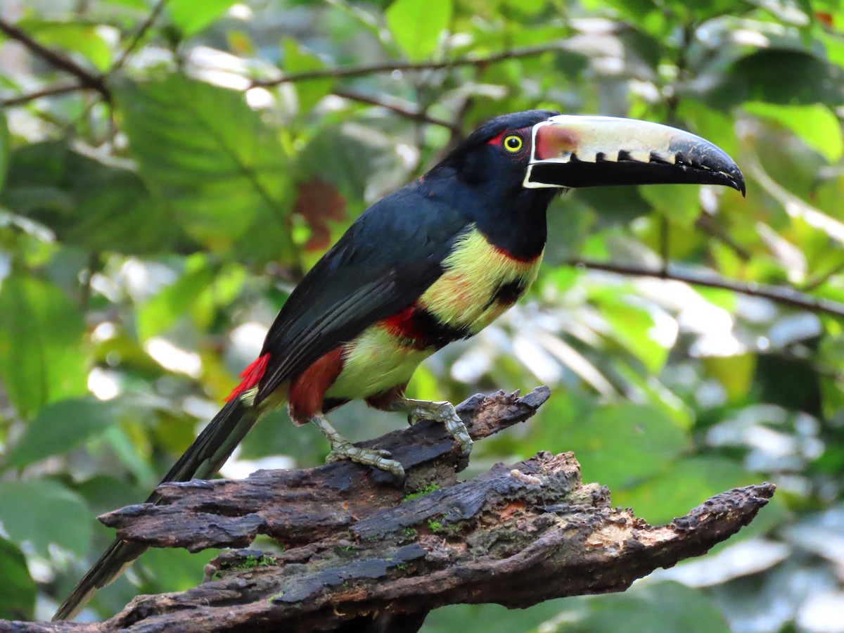 arassari pestrý - ML646819046