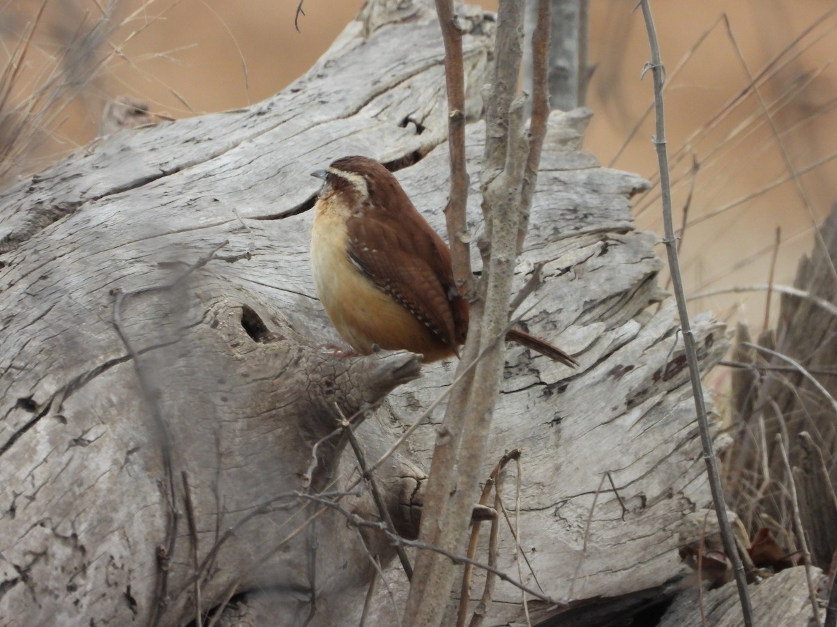Carolina Wren - ML646819047