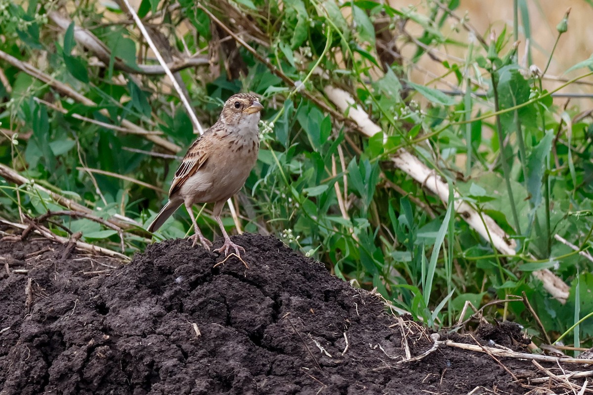 savannelerke - ML646819050