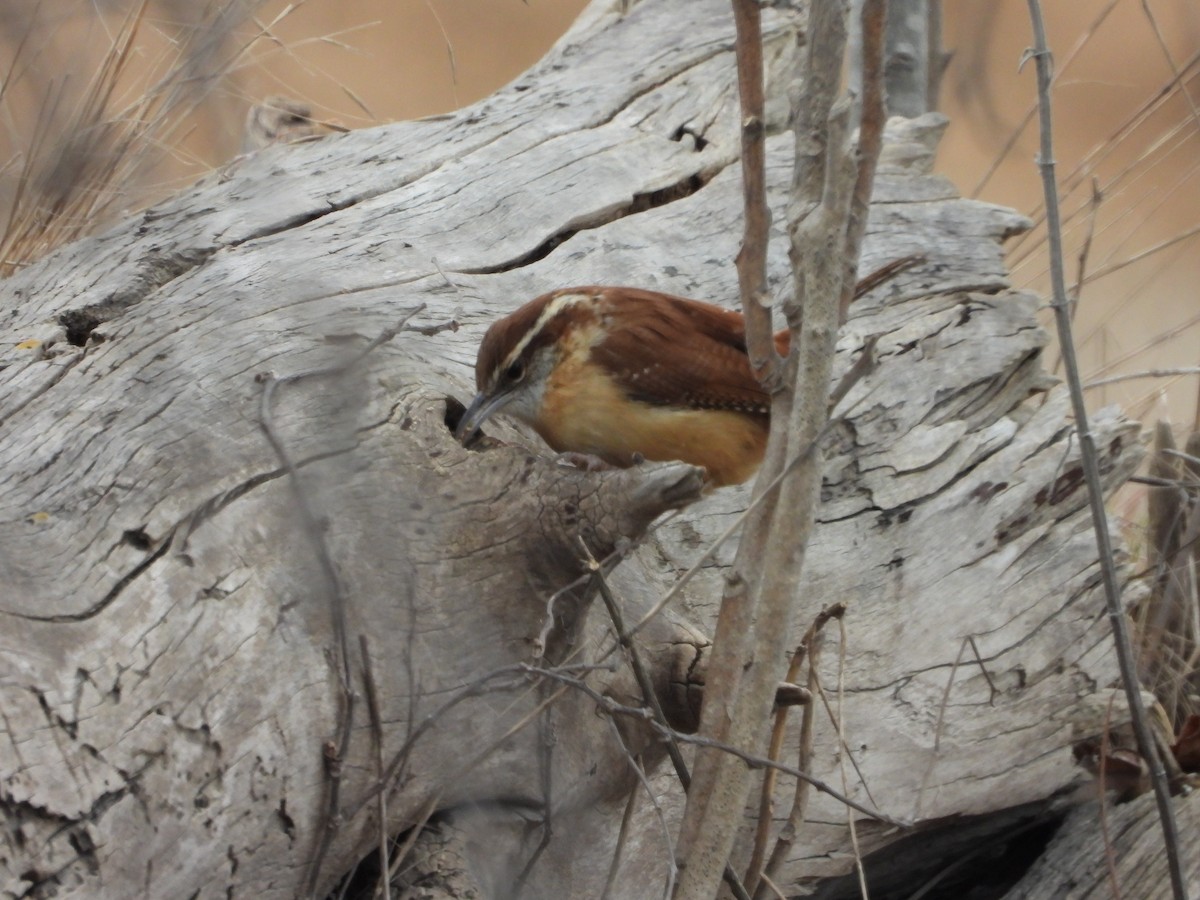 Carolina Wren - ML646819051