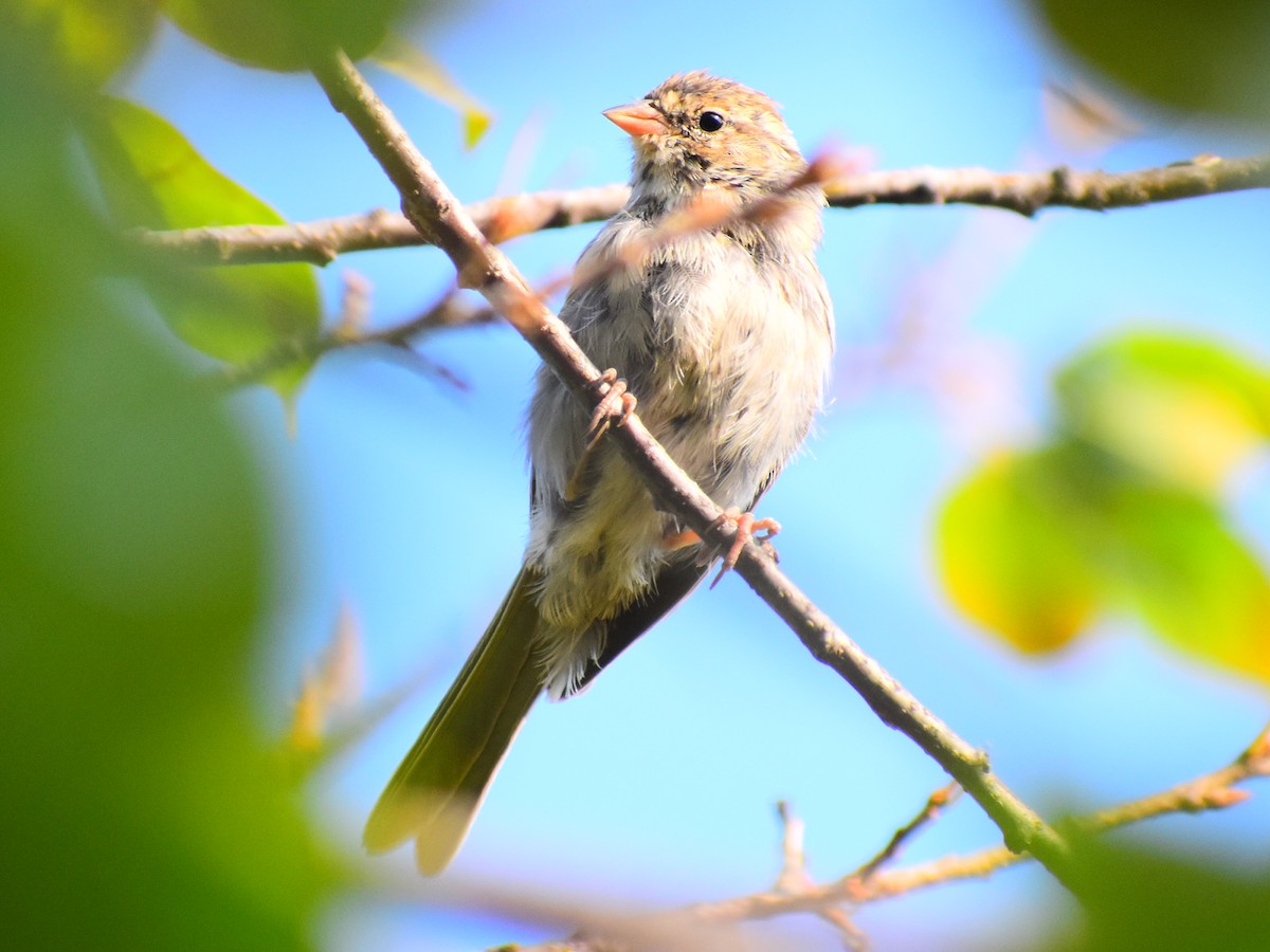Chipping Sparrow - ML646819052