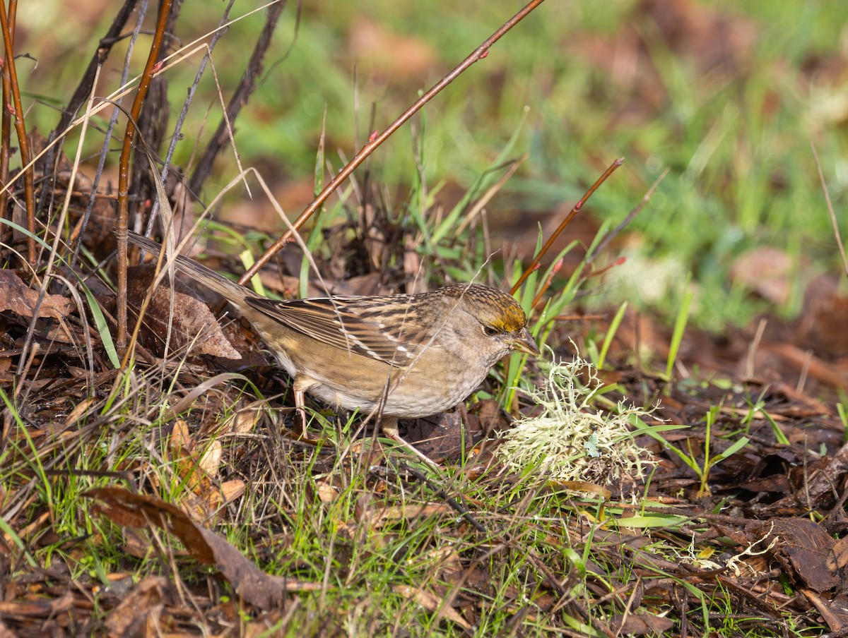 Chingolo Coronidorado - ML646819053