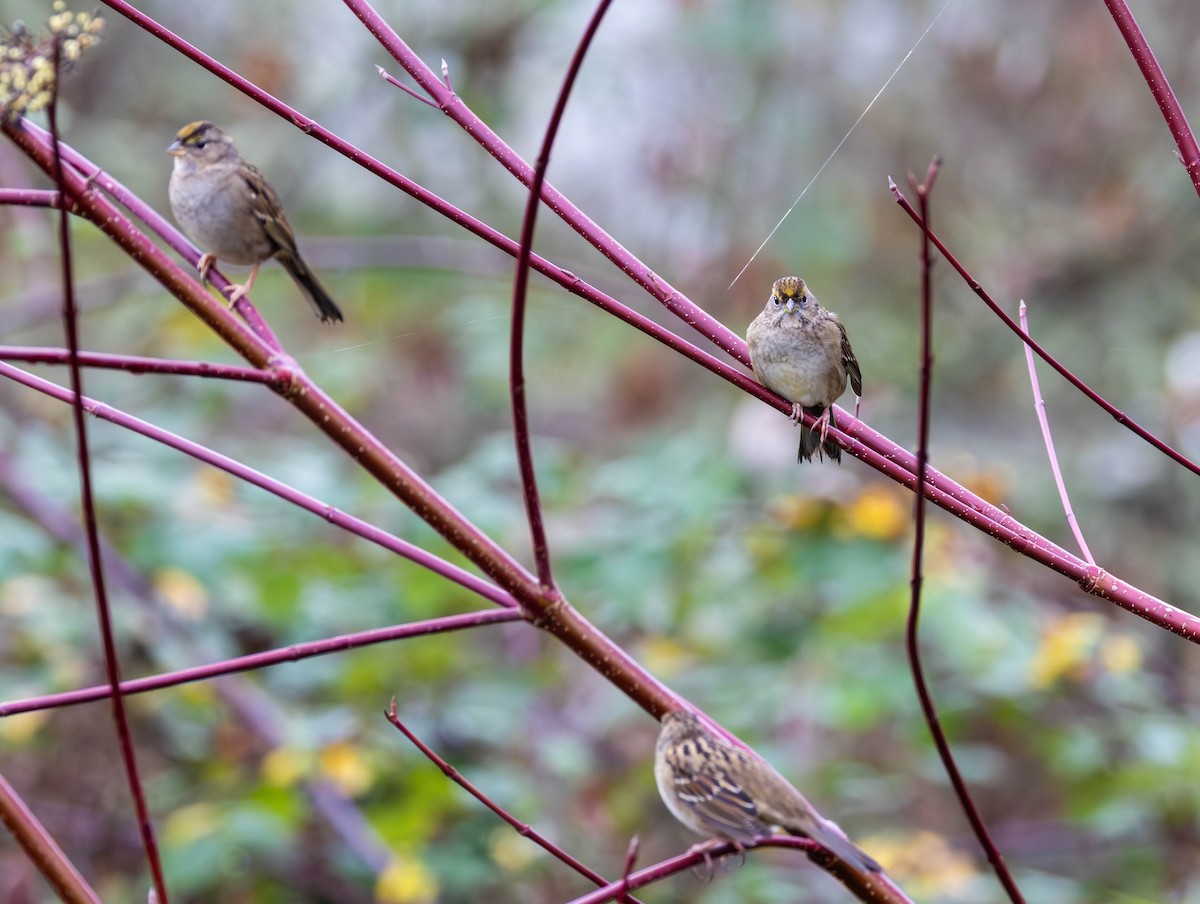 Chingolo Coronidorado - ML646819054