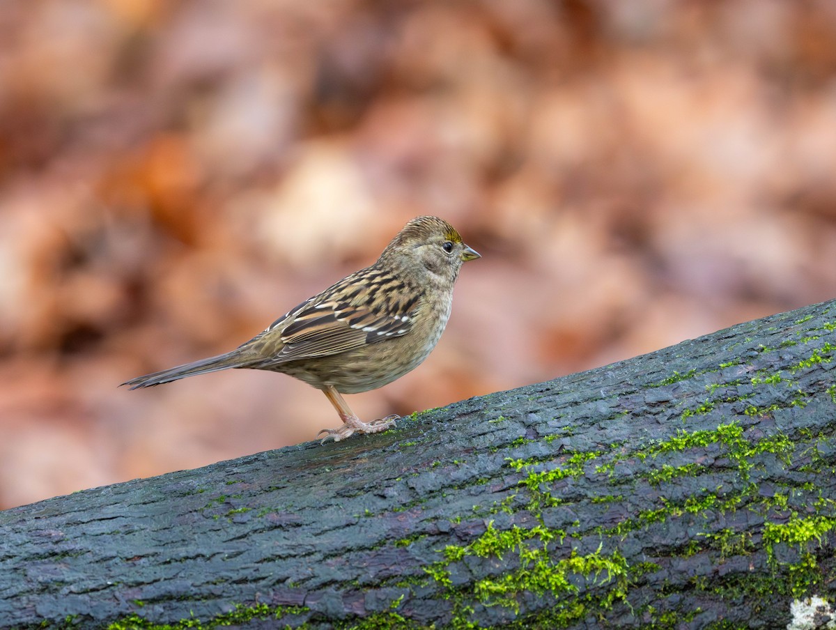Chingolo Coronidorado - ML646819055