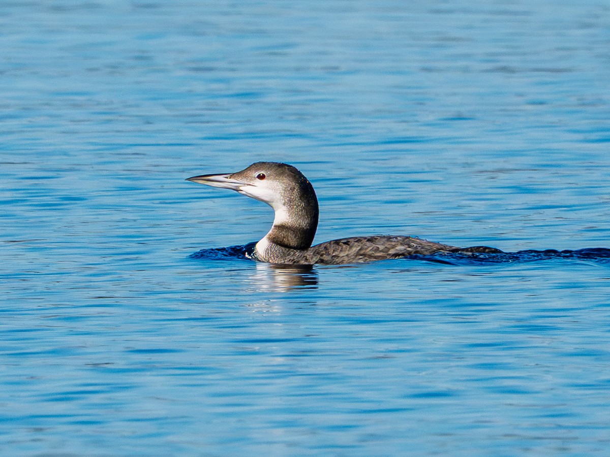 potáplice lední - ML646819056