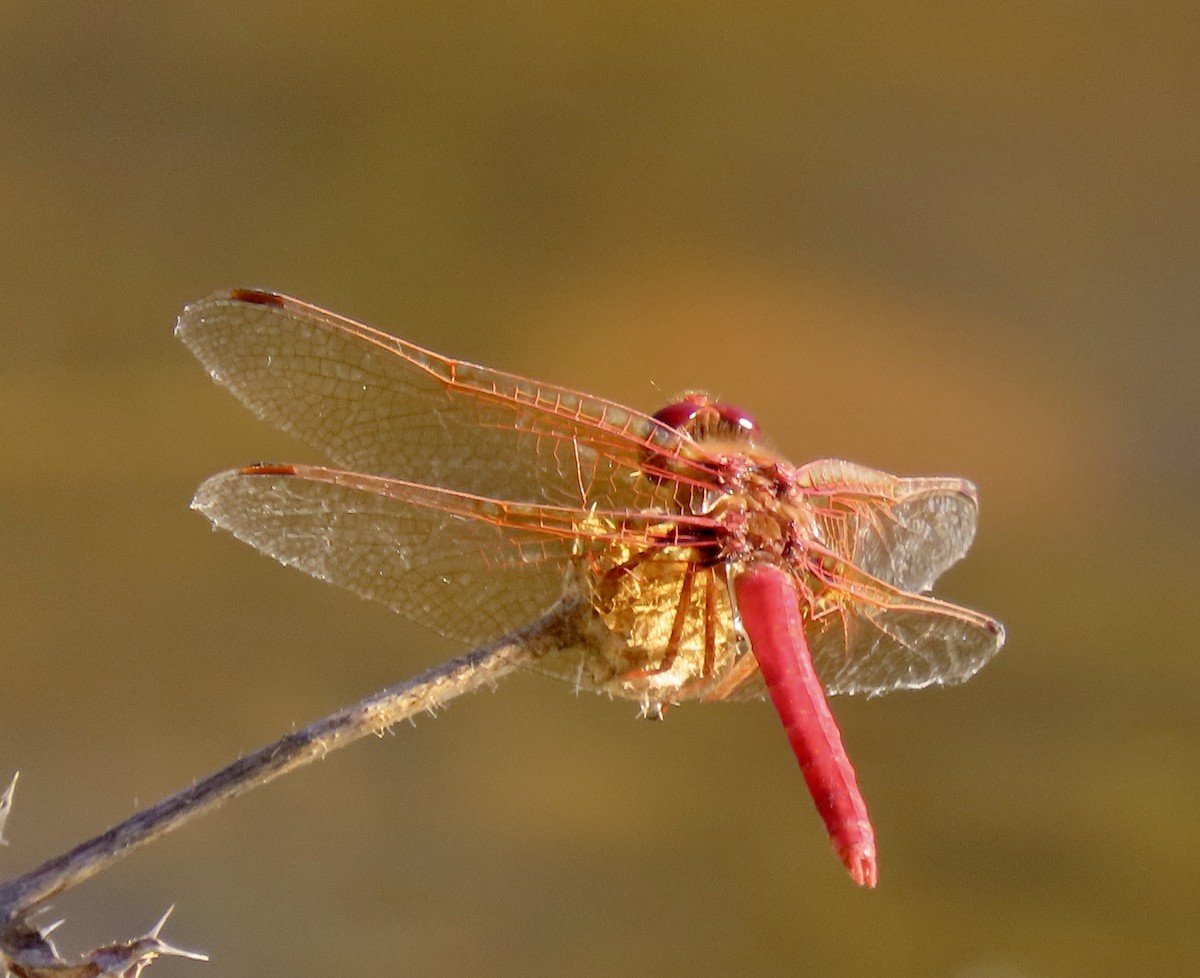 Cardinal Meadowhawk - ML646819057