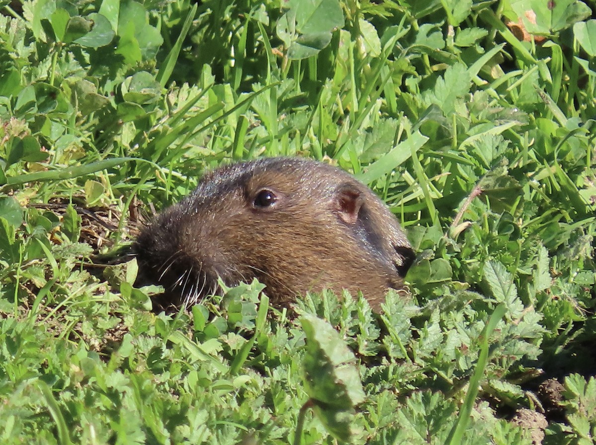 Botta's Pocket Gopher - ML646819058