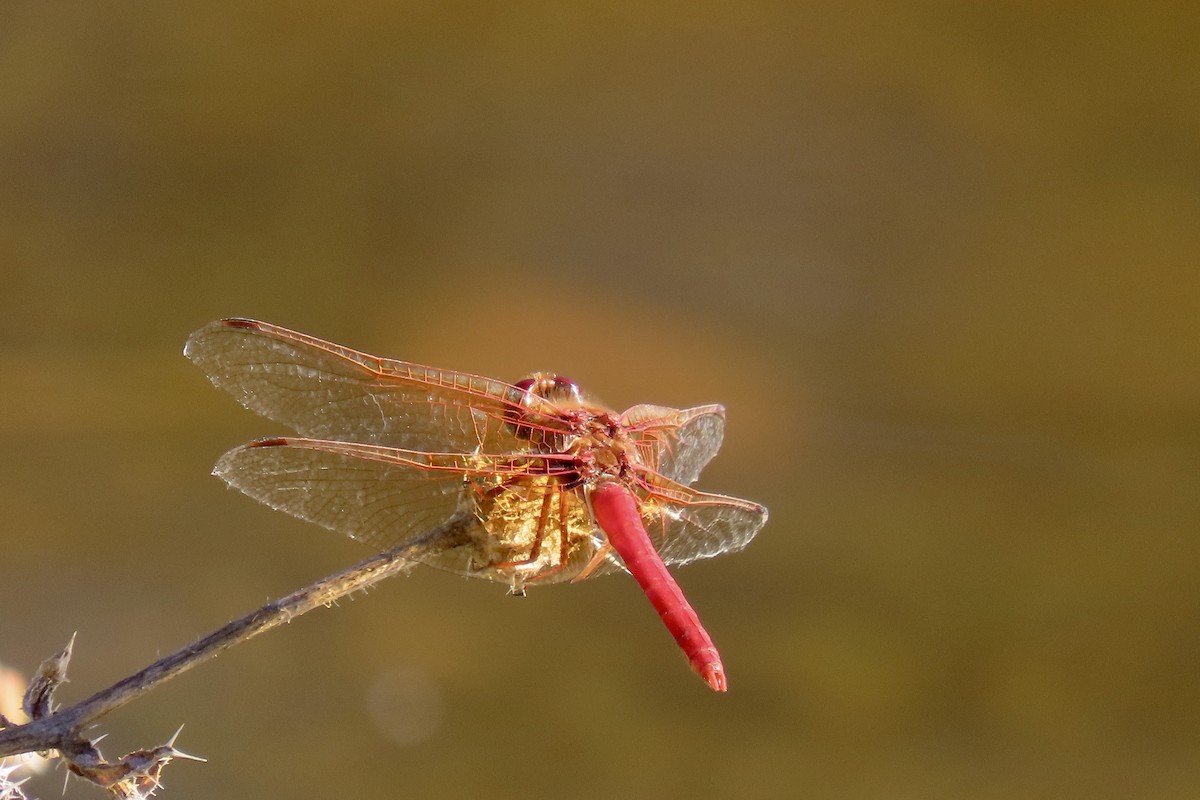 Cardinal Meadowhawk - ML646819059