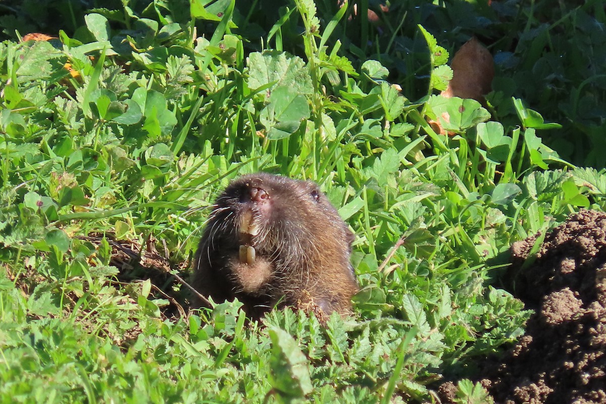 Botta's Pocket Gopher - ML646819060