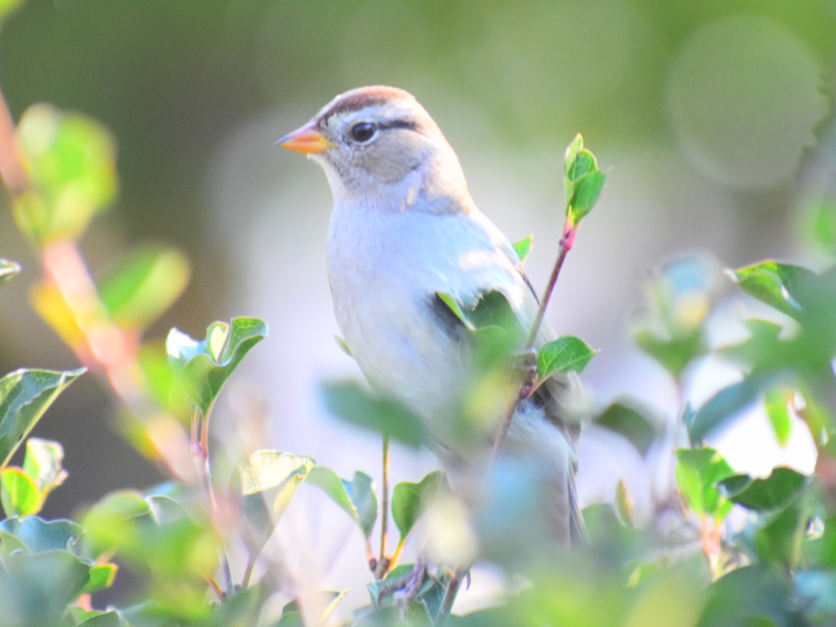 White-crowned Sparrow (Gambel's) - ML646819062